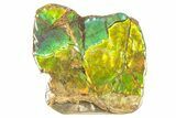 Iridescent Ammolite (Fossil Ammonite Shell) - Brilliant Greens #265160-1